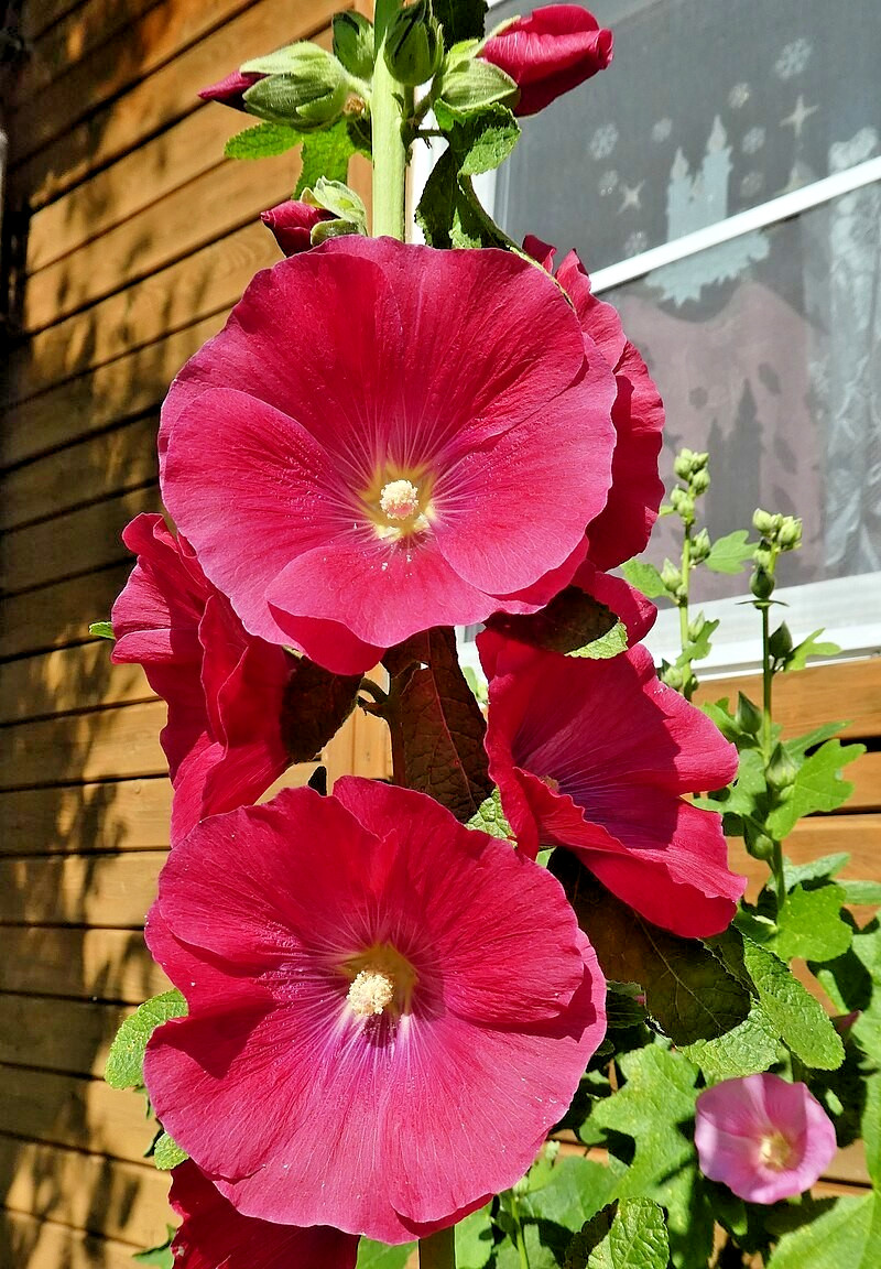 GIANT RED HOLLYHOCK 50 SEEDS, HARDY PERENNIAL, EZ TO GROW, USA SELLER