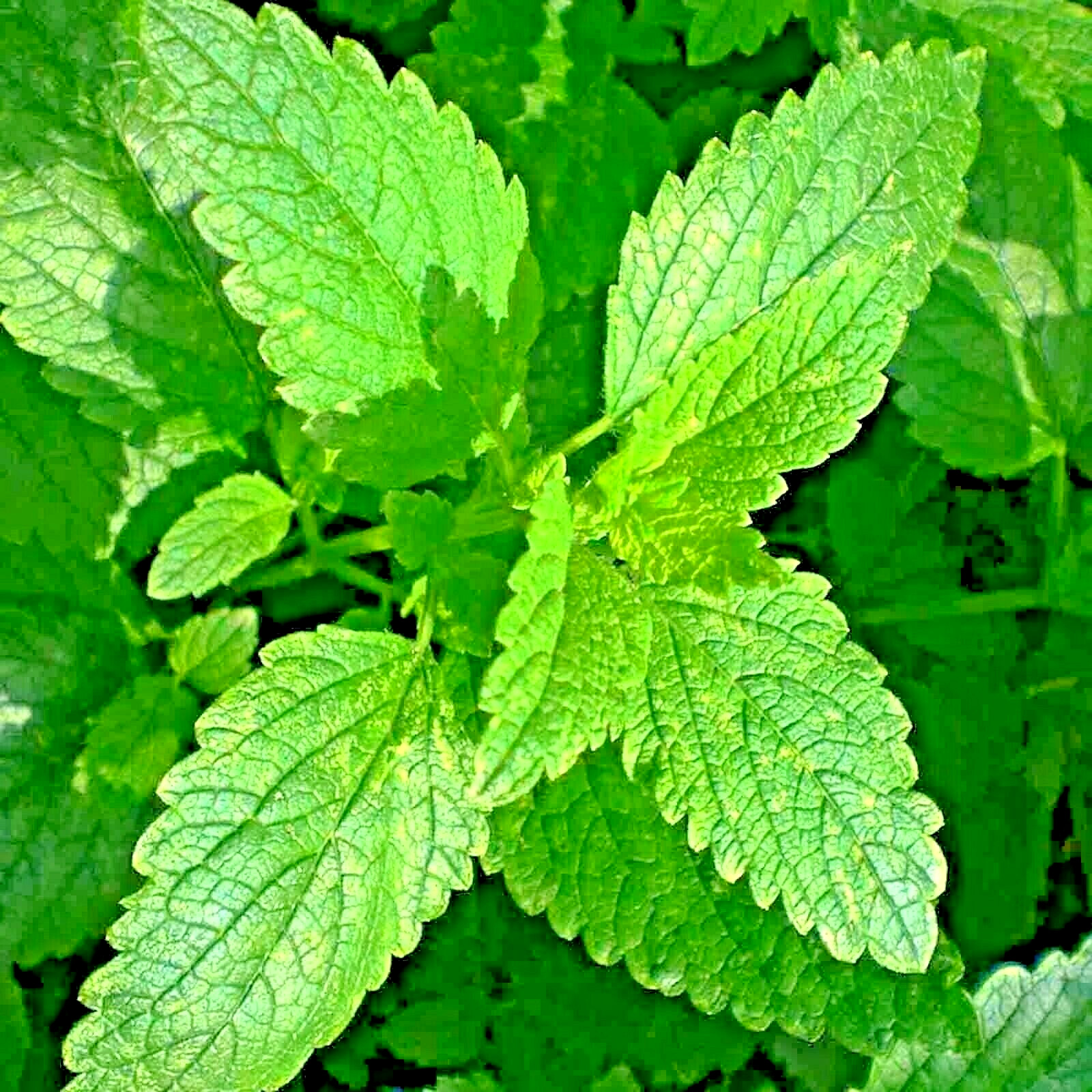 1000 LEMON BALM CITRONELLA PERENNIAL SEEDS MOSQUITO INSECT REPELLENT NON-GMO US