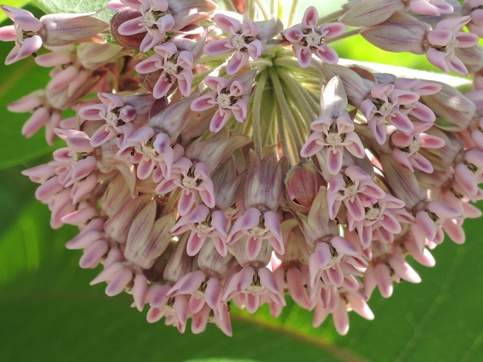 100+ Hardy Common Milkweed (Asclepias syriaca) Seeds Attract Monarch Butterflies