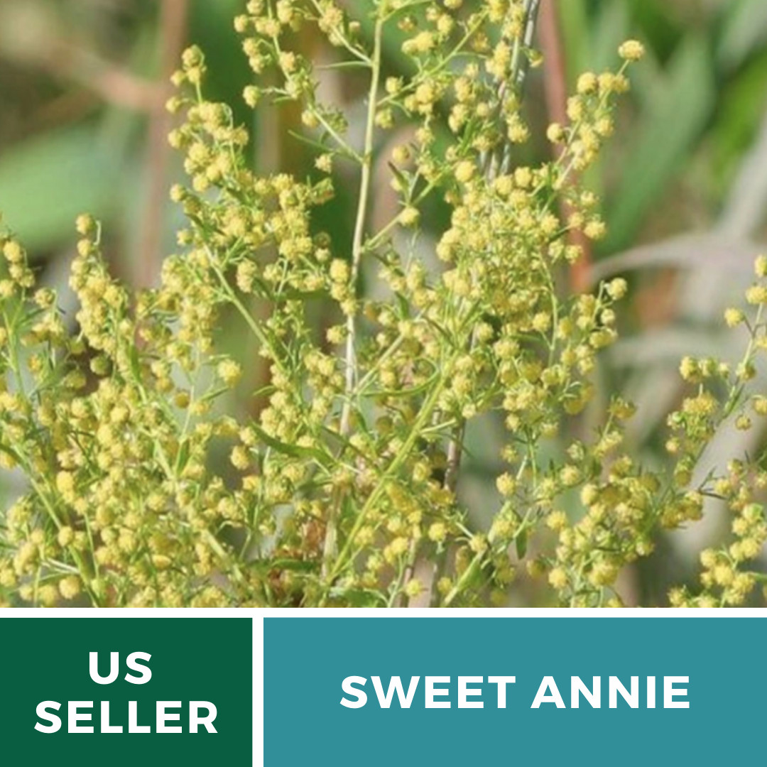 Sweet Annie – 50 Seeds – Medicinal Herb – GMO Free (Artemisia annua)