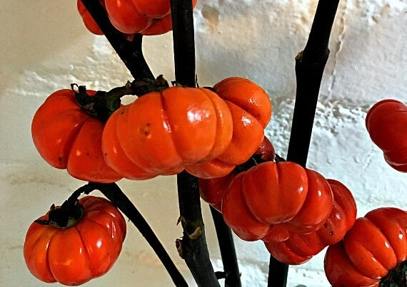 40 Seeds Pumpkin-on-a-Stick Decorative Halloween Eggplant Solanum integrifolium