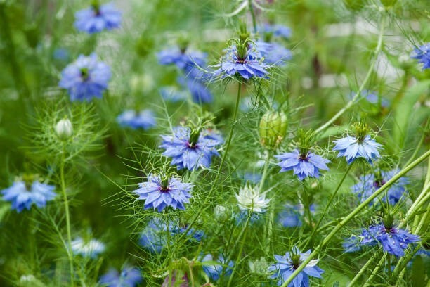 50 LOVE IN A MIST SEEDS | SALE FREE SHIPPING NON GMO HEIRLOOM