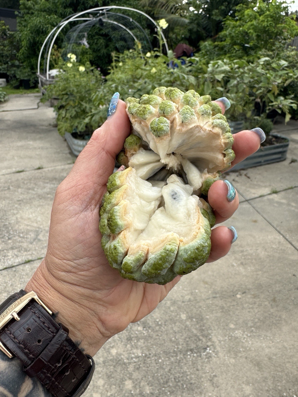 15 Sugar Apple Seeds Organic Sweet Delicious Sweet Fruit.