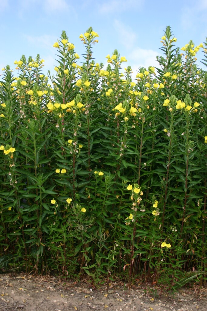 Evening Primrose Flower Seeds (Oenothera biennis) Free Shipping!
