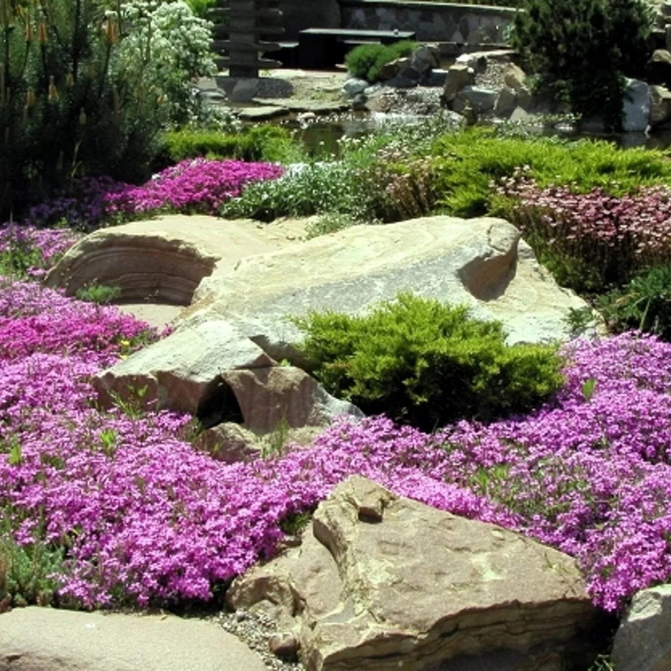 Creeping Thyme Seeds (Thymus serpyllum) , Ground Cover by Mai’s Family