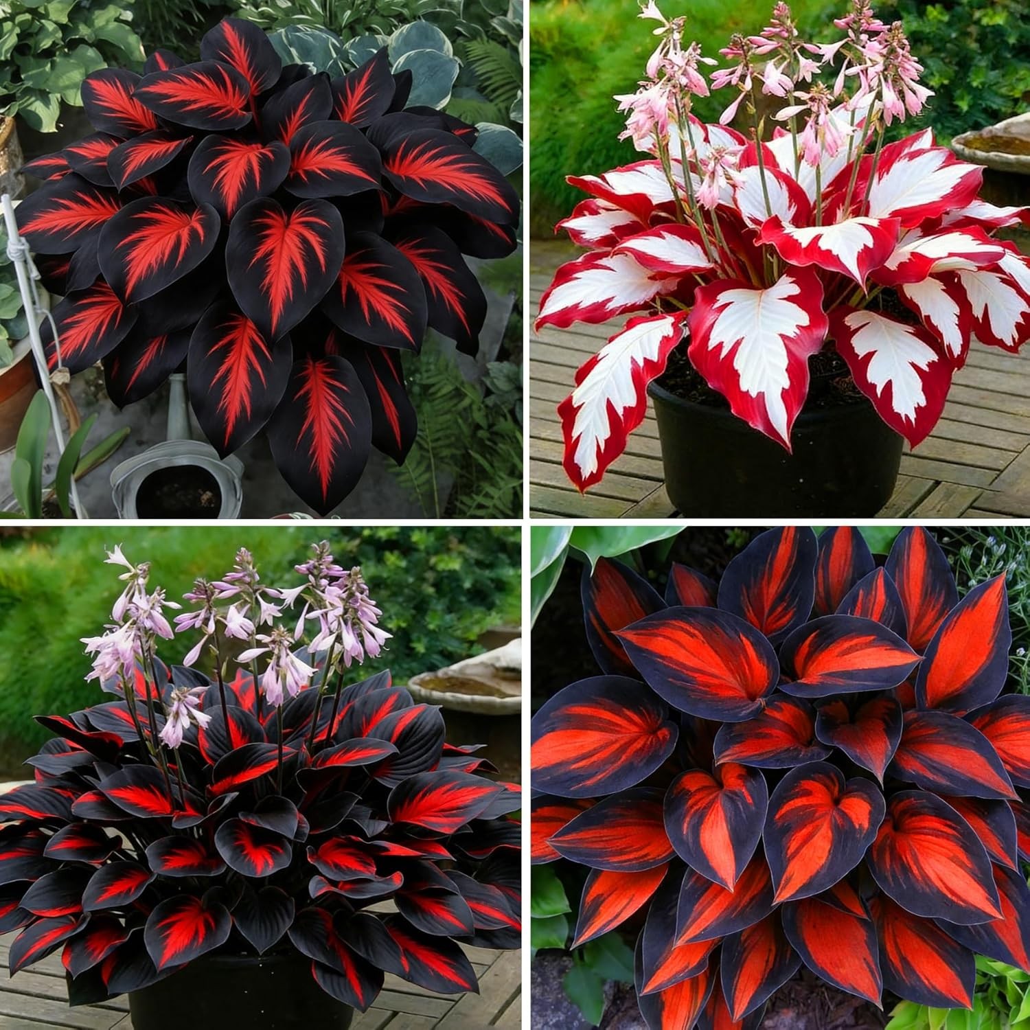 Hosta Seeds Red for Planting, 210+pcs Rare Hosta Flower Seeds Red and Black Pere
