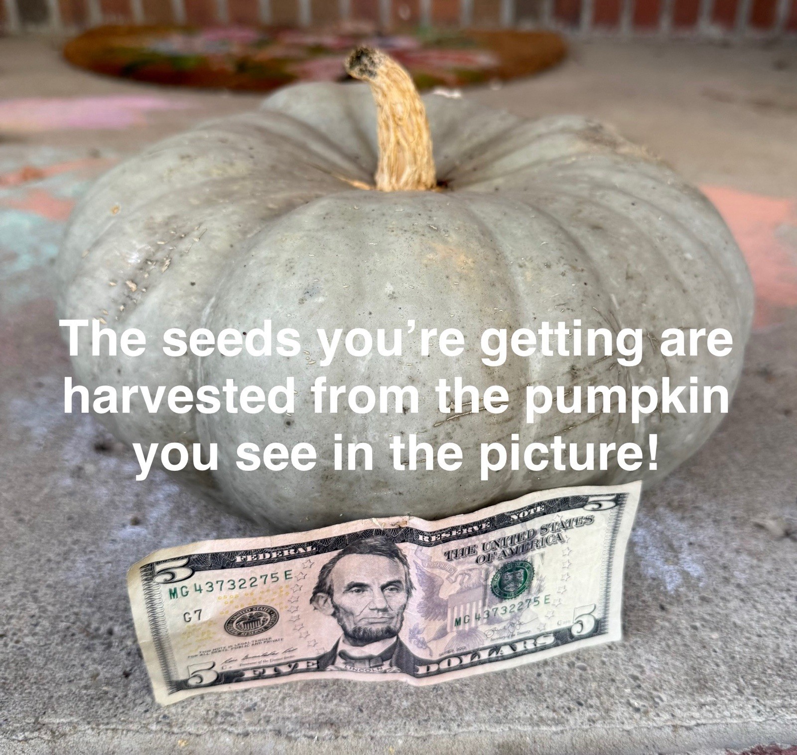 Seeds #20: Gray, green, blue, stacker Pumpkin. (10 ct)