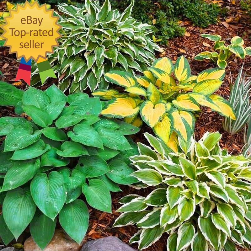 185+Mixed Color Hosta Seeds for Planting Outdoors Shade/Cold Tolerant Perennials