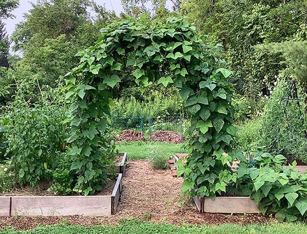 Spanish Musica Romano Pole Bean Seeds (25) / Non-GMO / Rare / Cold Resistant