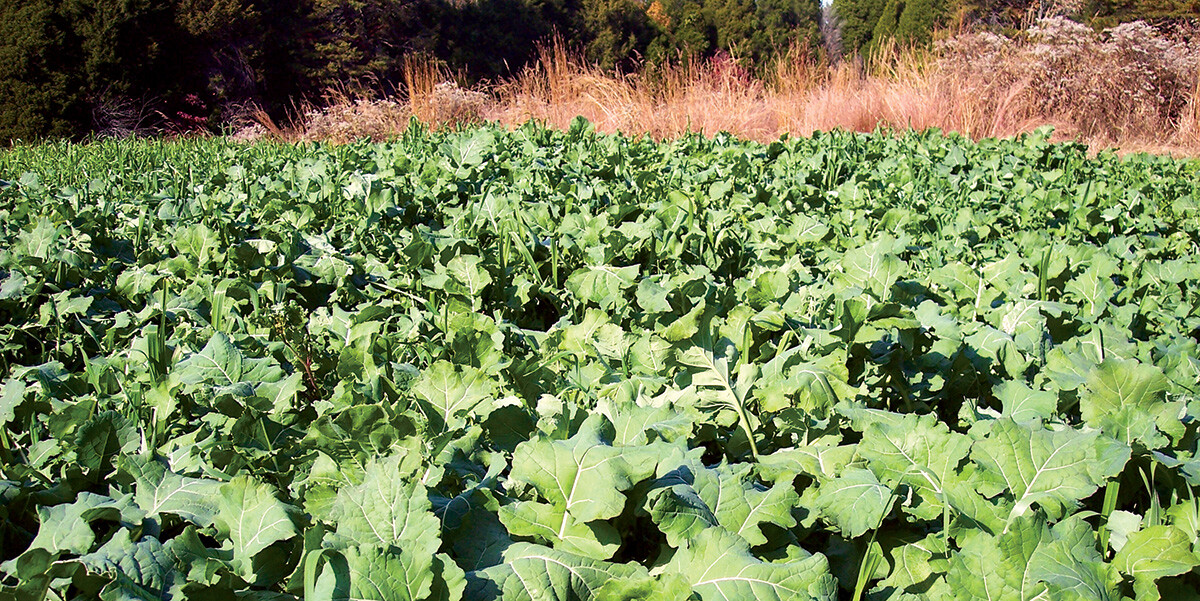 5lbs TROPHY FORAGE RAPE SEED Food Plot Seed For Deer Turkey Excellent No Till