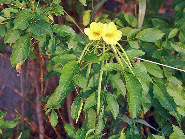 Tecoma stans | Yellow Bells | Ginger-Thomas | Esperanza | 10 Seeds