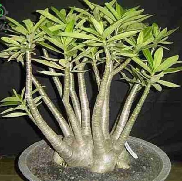 Adenium Arabicum Yak Lop Buri, 7 seeds