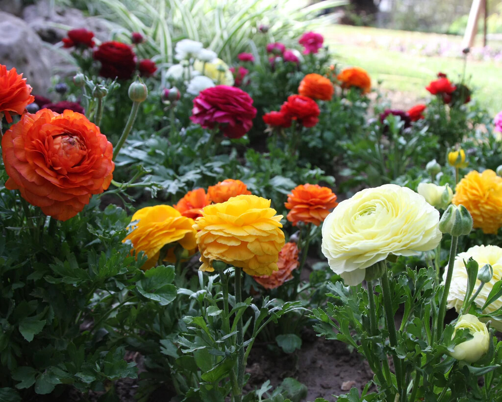 25 Ranunculus Bulbs Mix Pink Red Yellow Purple Peony Rose Garden Spring Flowers