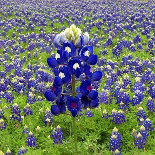 Lupine TEXAS BLUEBONNET Wildflower Sun/Partial Shade Heirloom Non-GMO 50 Seeds!