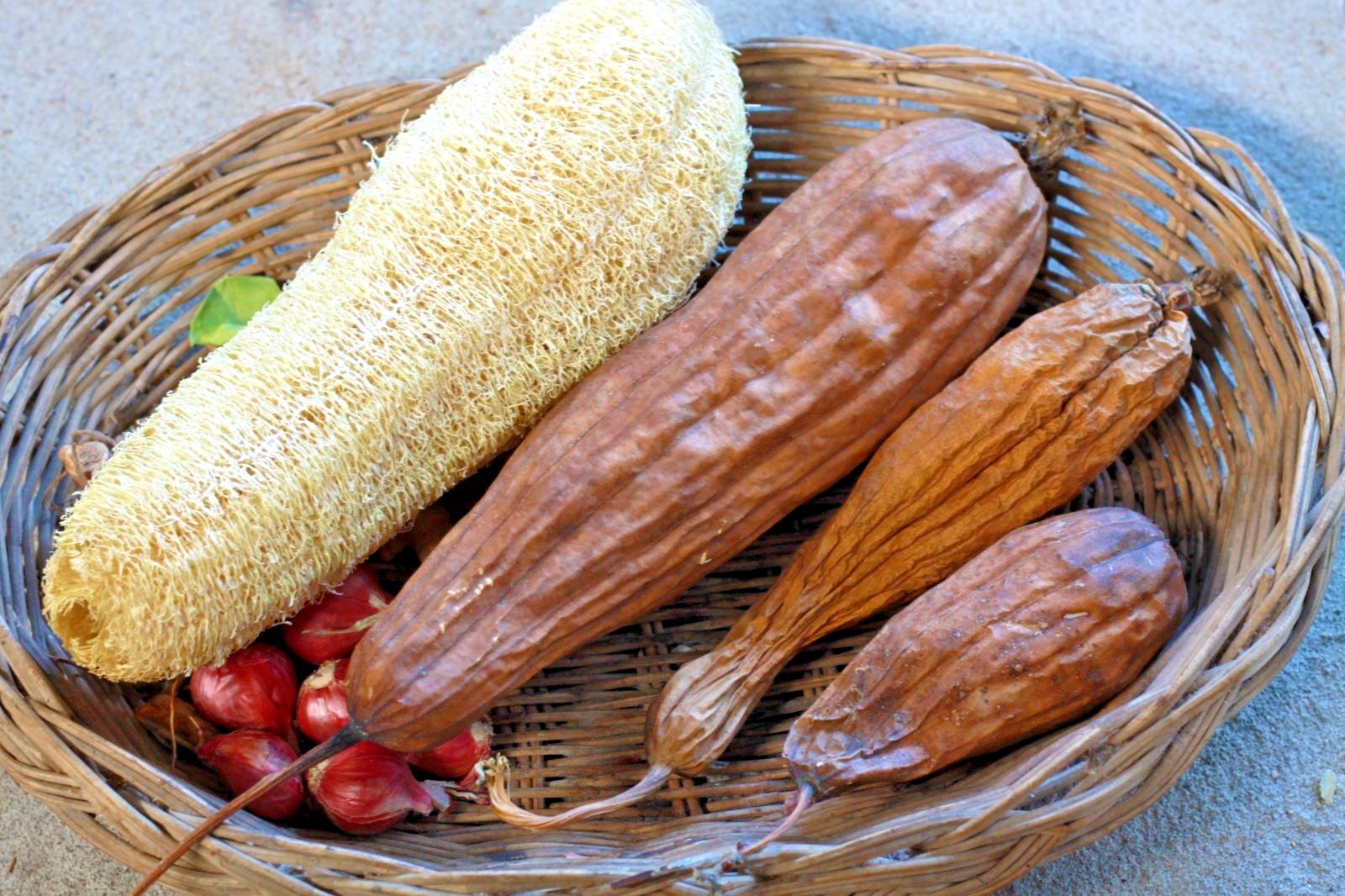 **LUFFA CYLINDRICA SEEDS 20+ SPONGE GOURD vegetable dishcloth FREE SHIPPING**