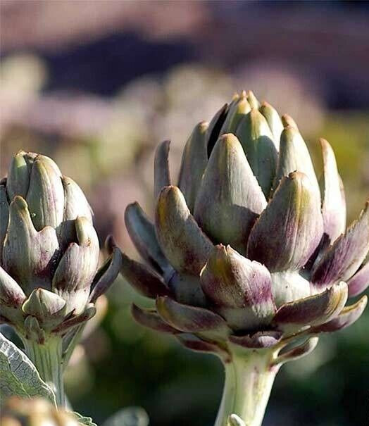Artichoke Seeds – Green Globe _Heirlooms_10 Counts