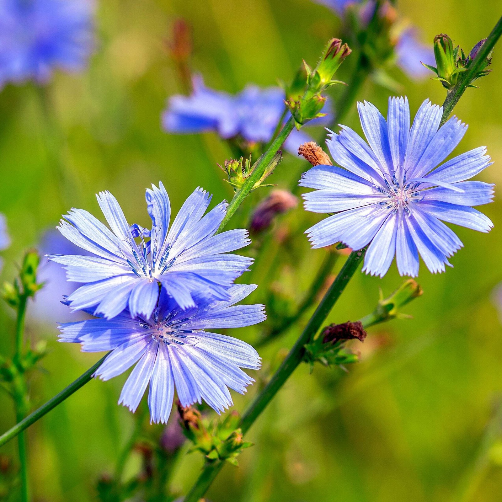 Wild Chicory Seeds (Cichorium intybus) ~Native Wildflower Pollinator Garden