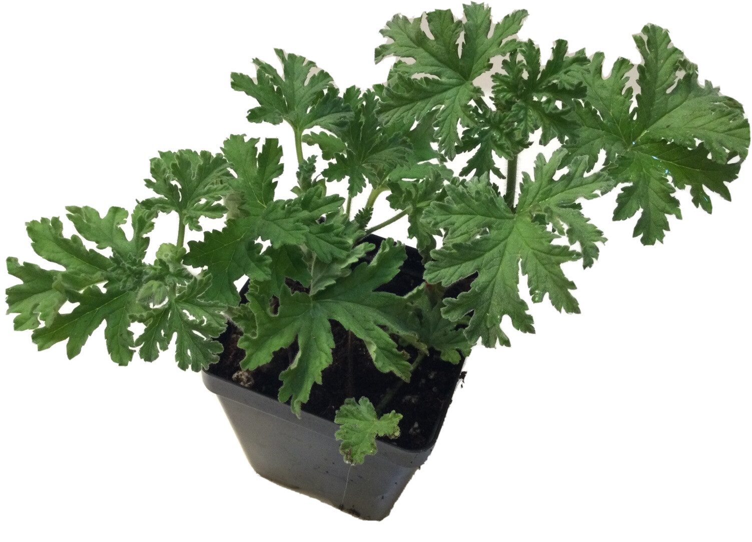 1 CITRONELLA PLANT Live / MOSQUITO REPELLENT plant 1 year old