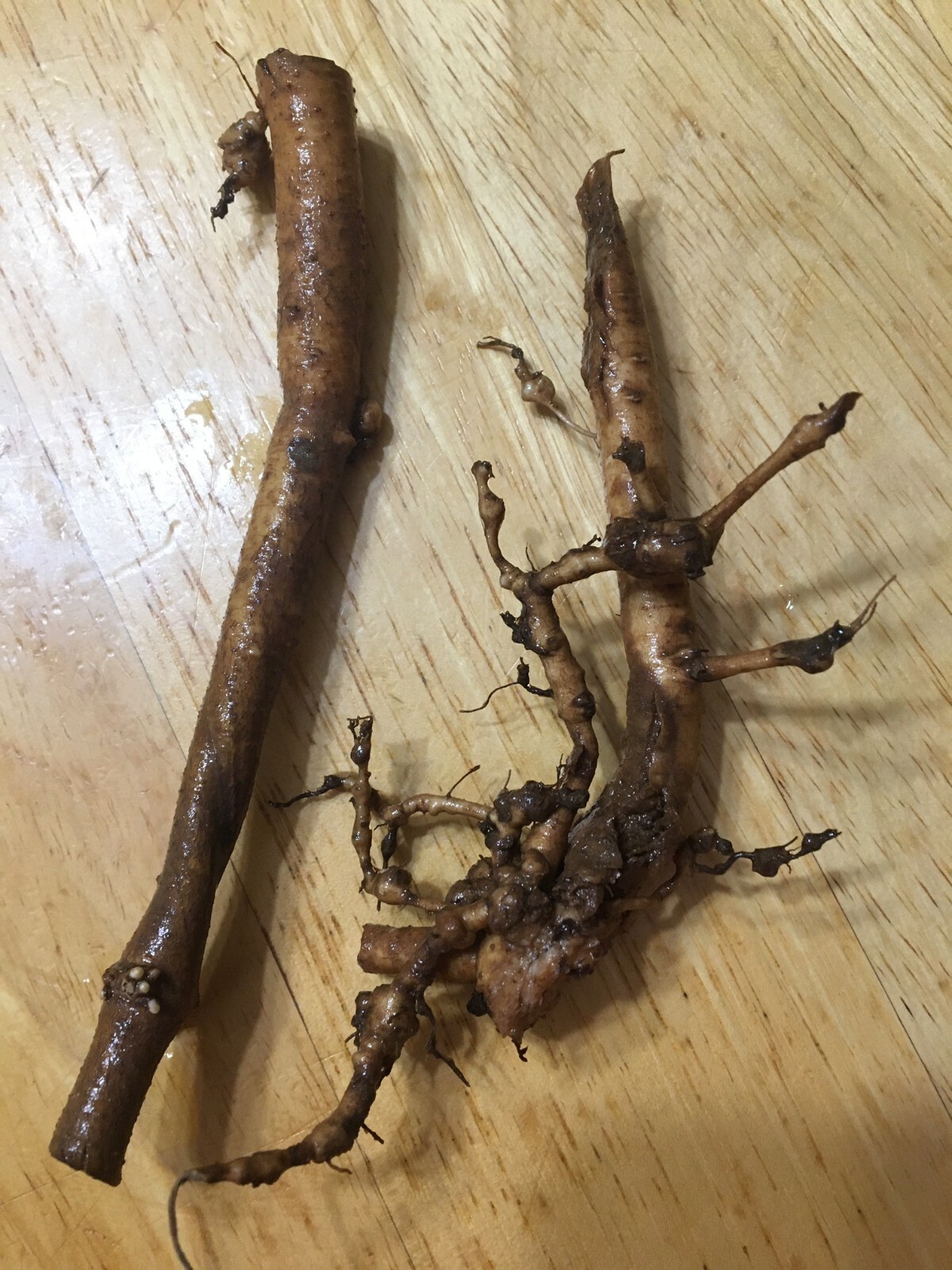 Start This Year’s Crop Today. 12 Organic Cascade Hop Rhizomes, $60.00
