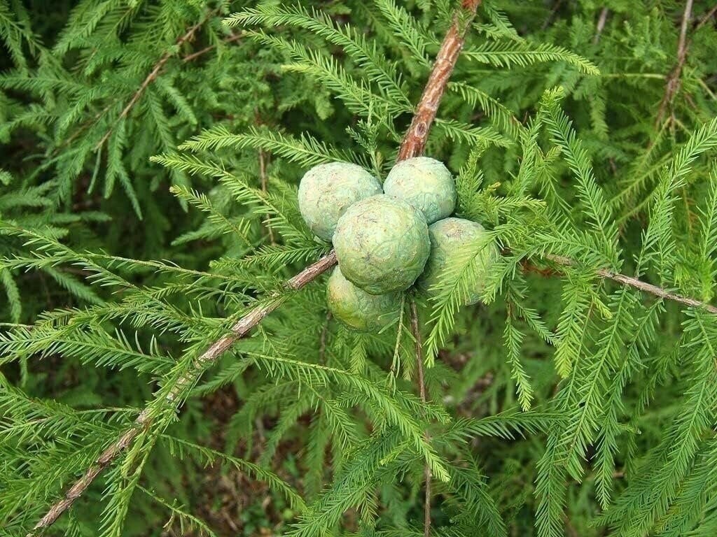 Bald Cypress | 2 Inch | Taxodium distichum | Deciduous Conifer Plant