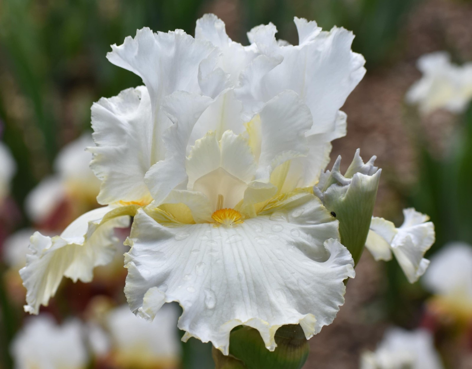 ‘Fresh Powder’ TB Bearded Iris Rhizome PRE-SALE to Ship Aug/Sept