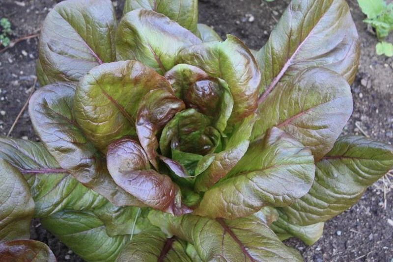 500+Lettuce Seeds Red Romaine Romaine Lettuce (Lactuca sativa)Salad Green USA