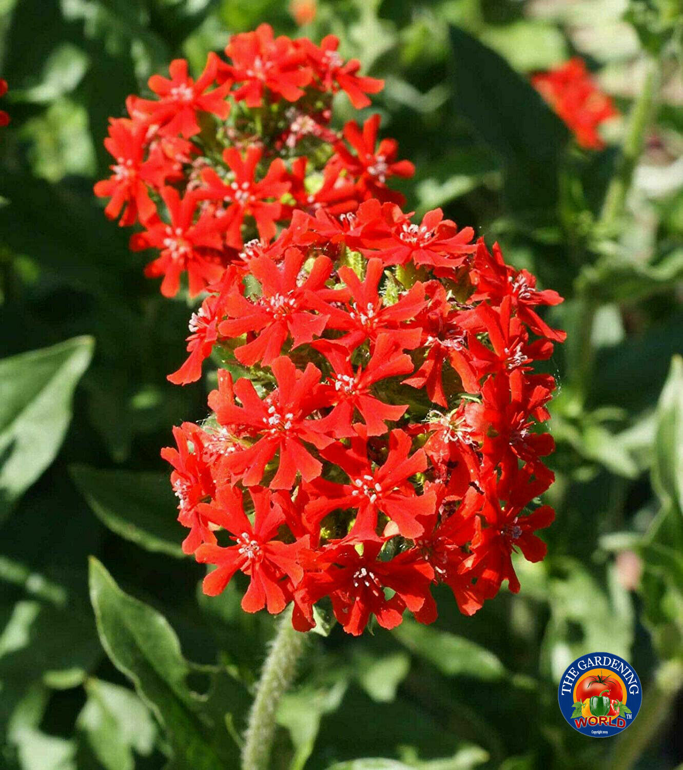 Red Maltese Cross Flower Seeds Swallowtail butterflies (500 to 69,000 SEEDS)