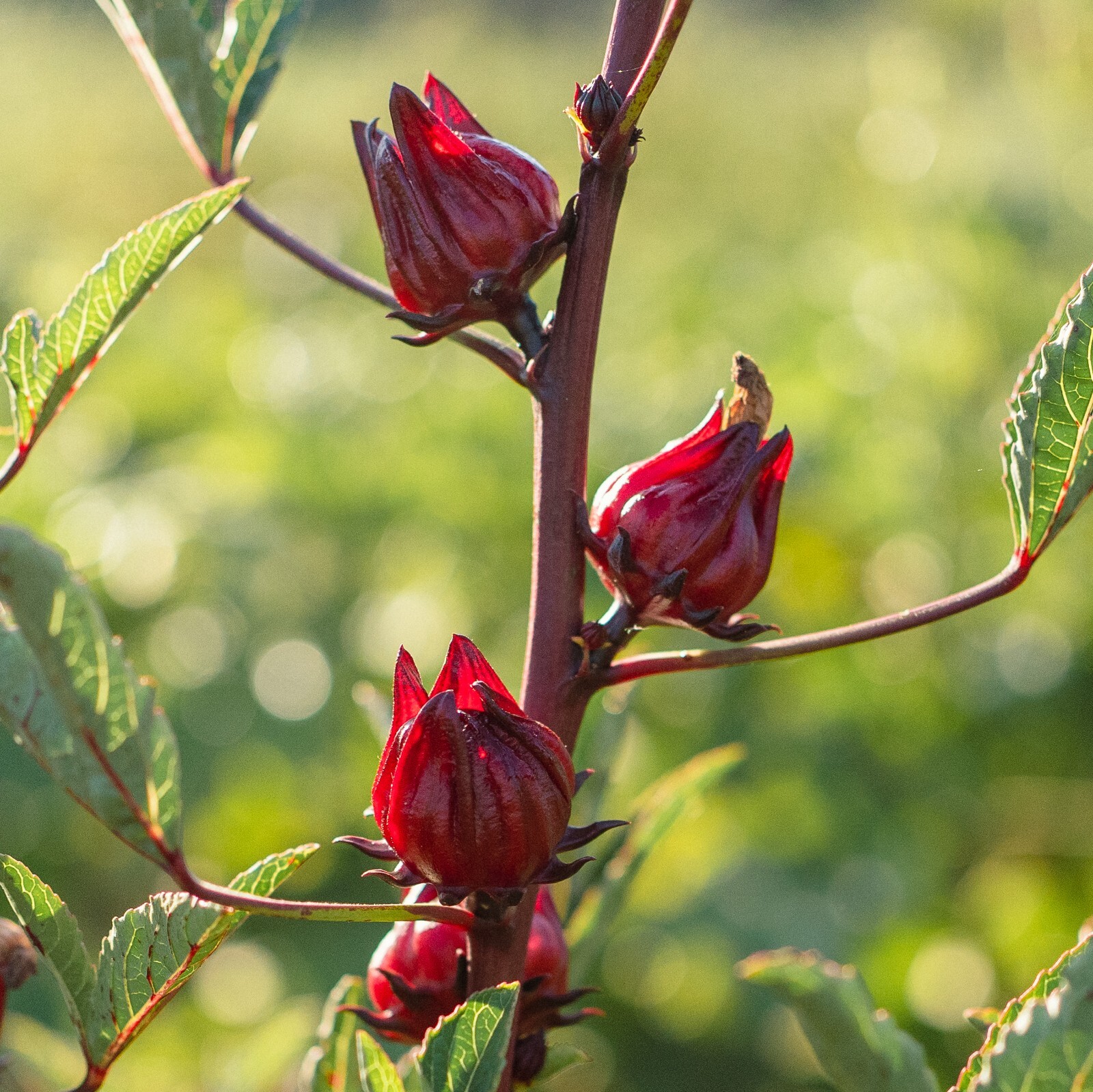Hibiscus sabdariffa Seeds, Red Roselle BULK SEED SIZE, Certified Organic Non-GMO