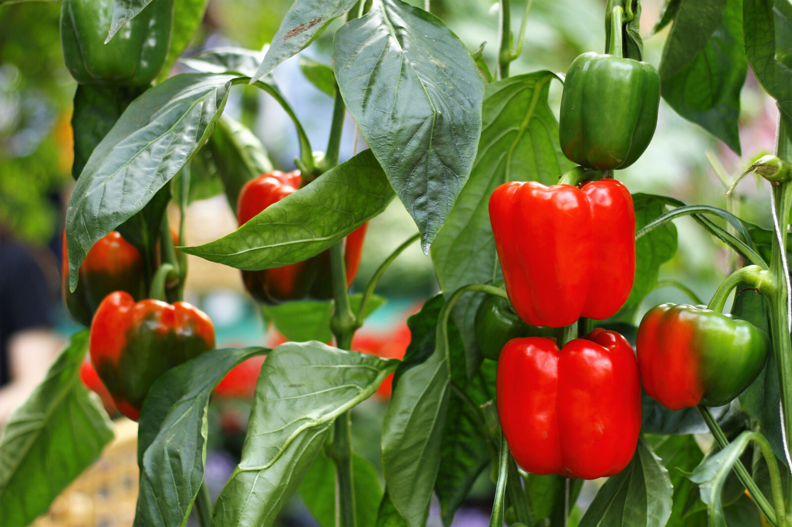 20 Organic Red MINI BELL PEPPER Sweet Mild Miniature Capsicum Vegetable Seeds
