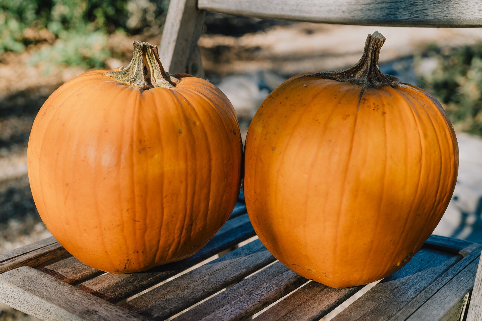 New England Pie Pumpkin Seeds for Planting Organic Non-GMO Seed Packet Bulk Size