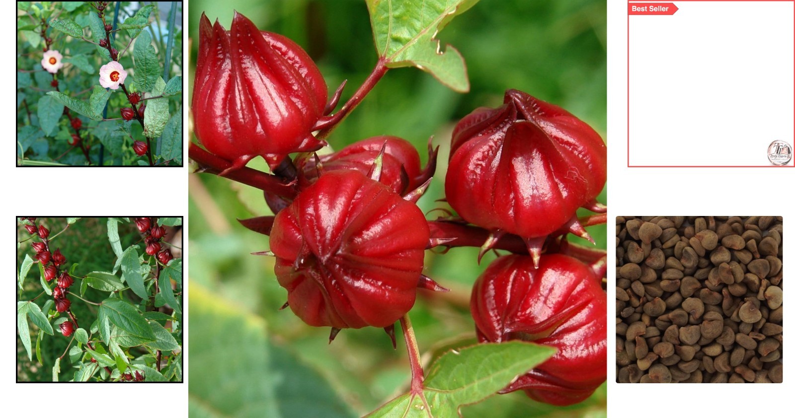 Red Roselle Hibiscus Seeds – 50 Count