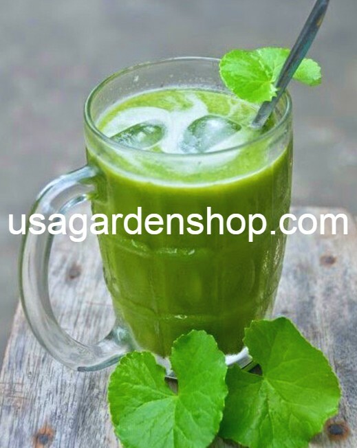 Gotu Kola Bua BoK Rau Ma Pennywort Centella Asiatic บัวบก 積雪草 JiXue Cao 3x plant