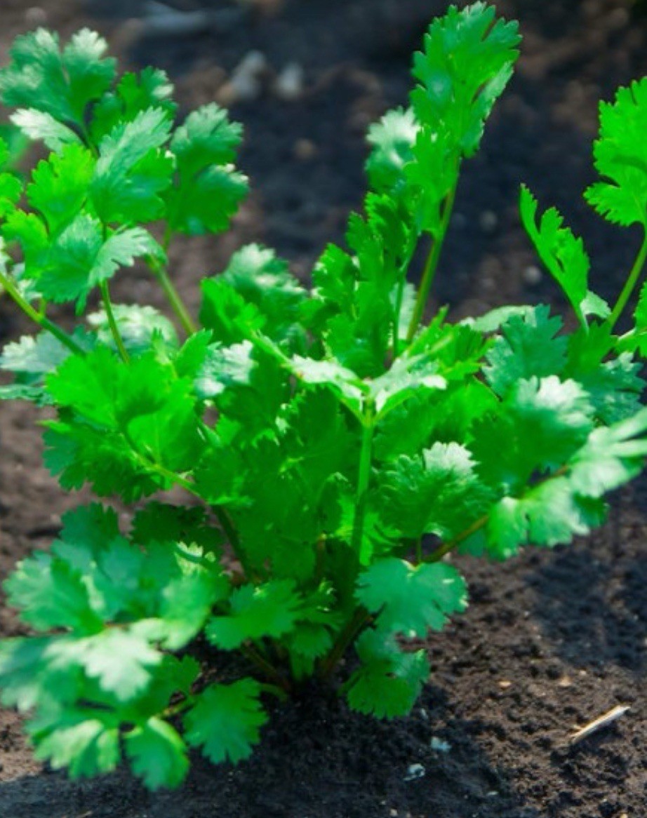 Leisure Cilantro Seeds | 500 Seeds | Heirloom – Non-GMO | Free Shipping |