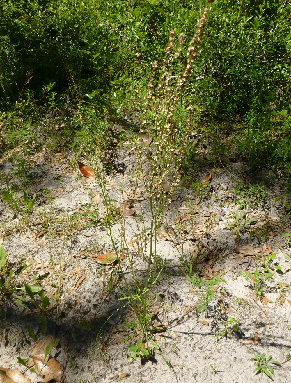 Heart-wing Dock Seeds (Rumex hastatulus) ✤ 100 Seeds