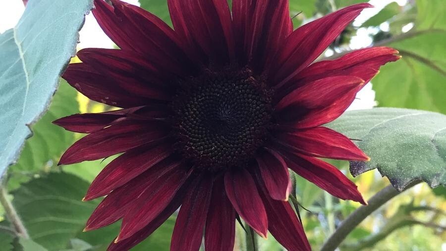 Chocolate Cherry Sunflower Non GMO Seeds (25 Seeds). Fresh seeds