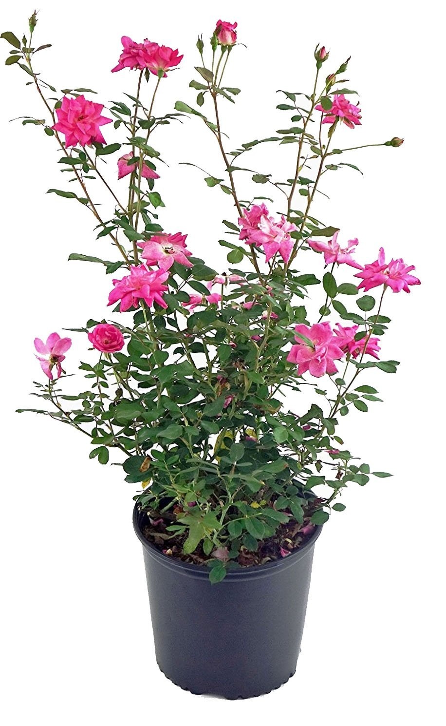 Thornless Climbing Rose – Pink Flowers, #3 Size Container, Garden Plant
