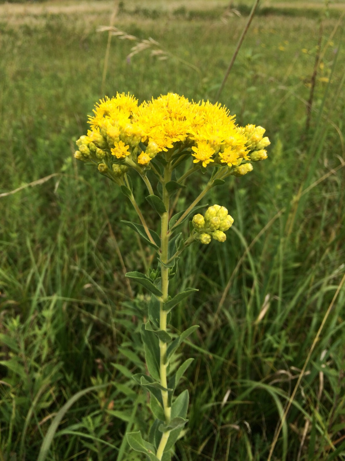 101+STIFF GOLDENROD Seeds Native Wildflower Drought Heat Cold Autumn Flowers