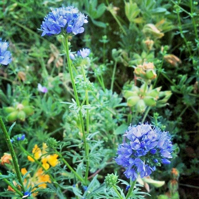 401+GLOBE GILIA THIMBLE Flower Seeds Native Southwest Wildflower Drought Heat