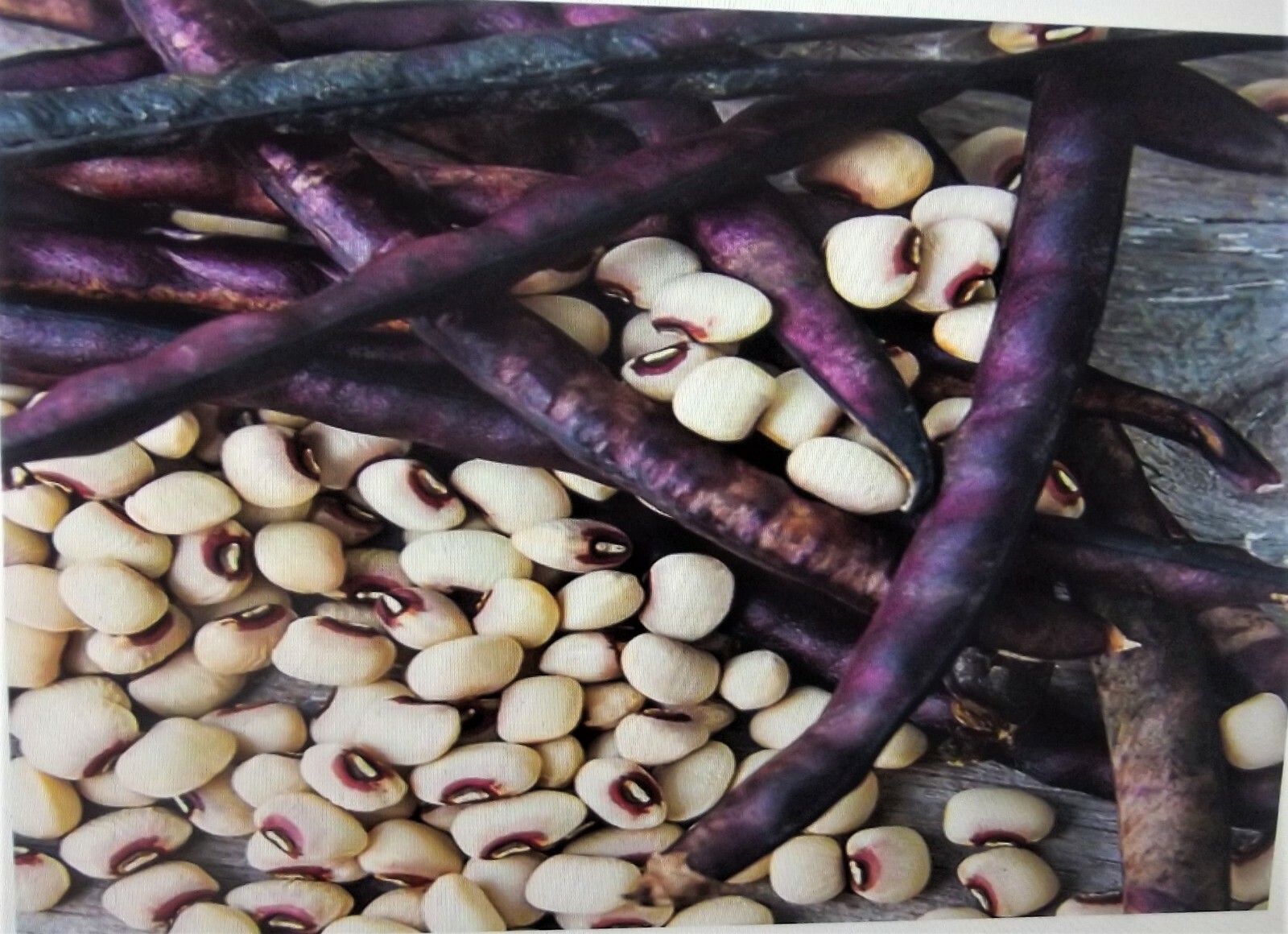 1000+ seed 1/2 lb Top Pick Pinkeye Purple Hull Peas Cow Pea Germ: 80%