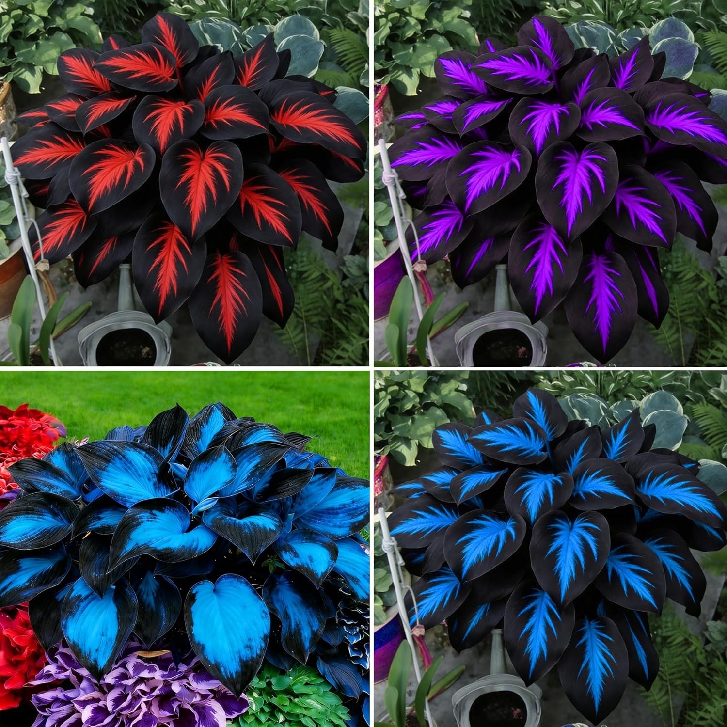 290+ Rare Perennial Hosta Flower Seeds for Planting in Gardens