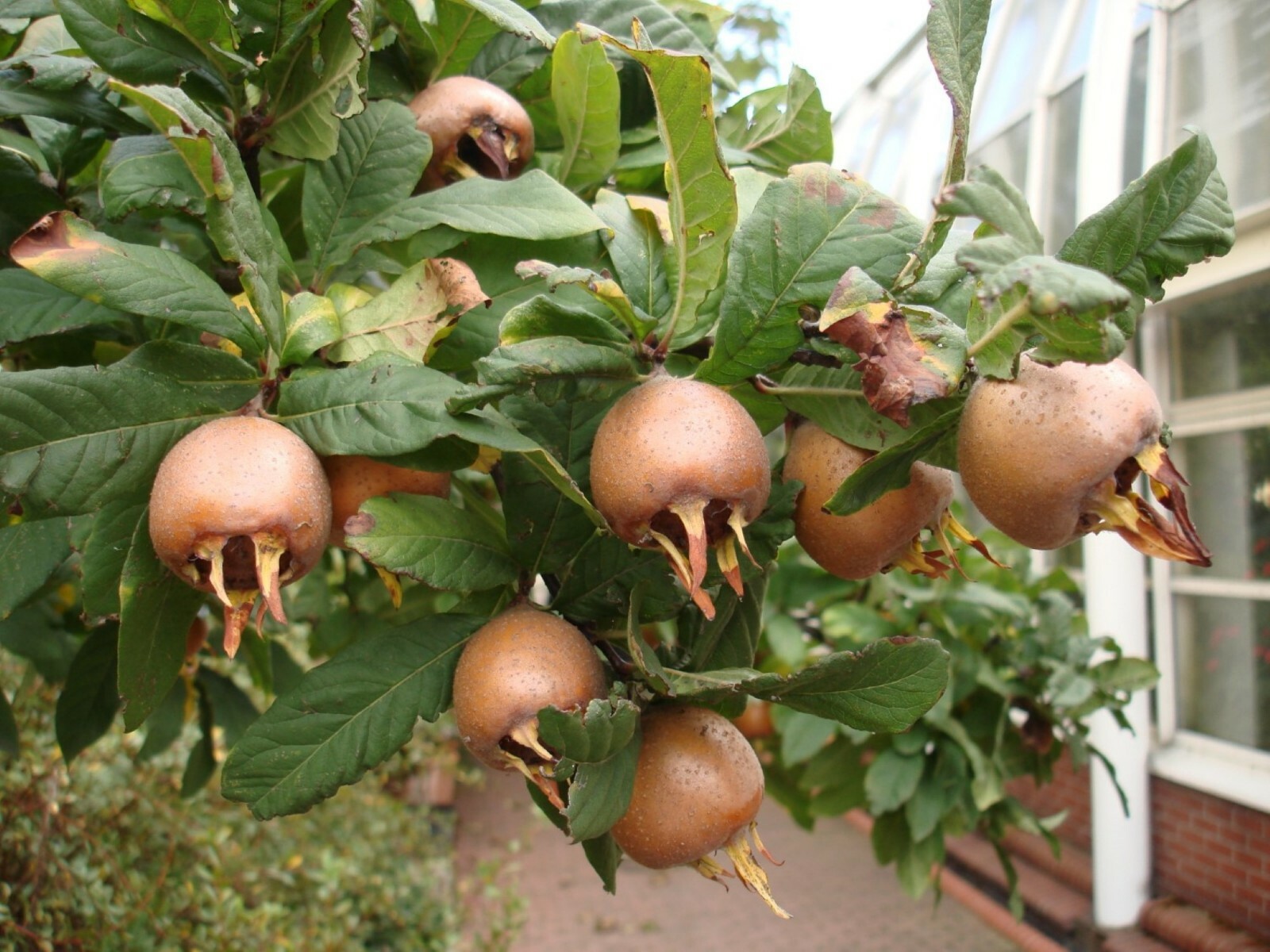 Breda Giant Medlar tree, Mespilus germanica, grafted 1 year old plant 1-2 ft.
