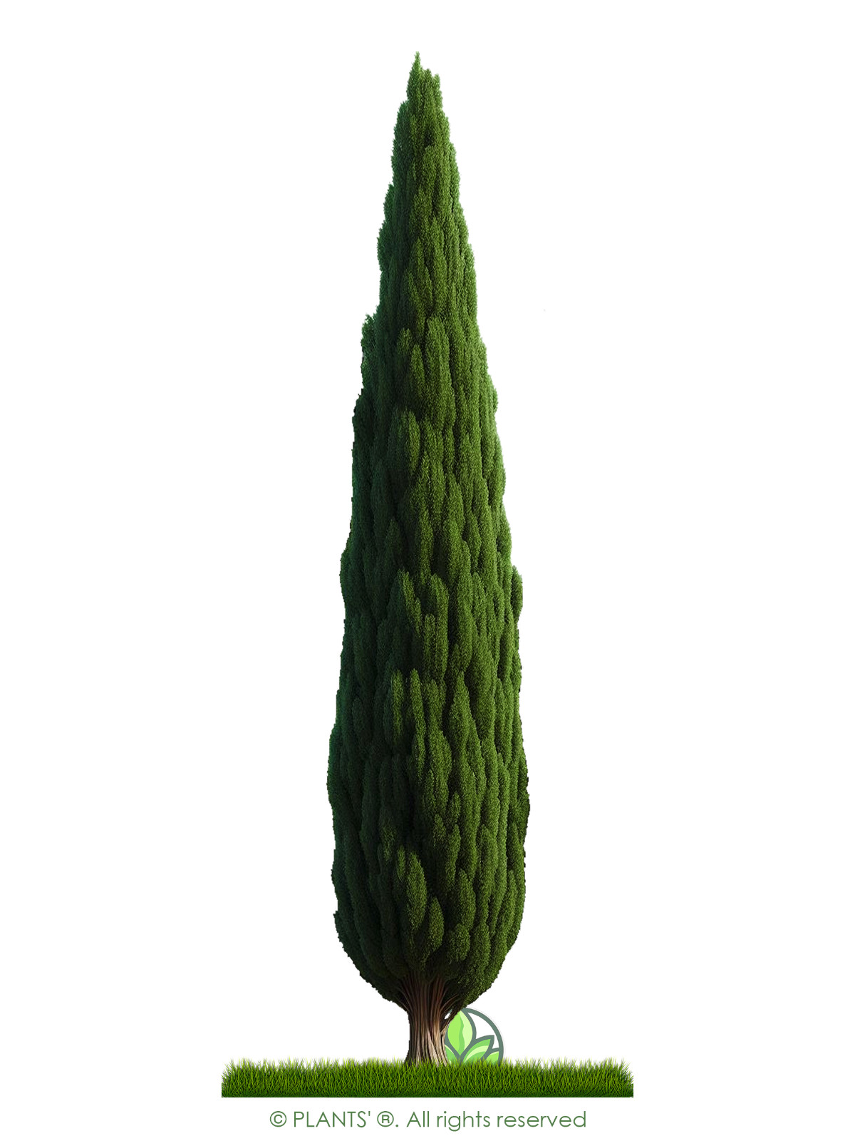 Upright Italian Cypress | Premium Seeds | Cupressus sempervirens Stricta Plants’