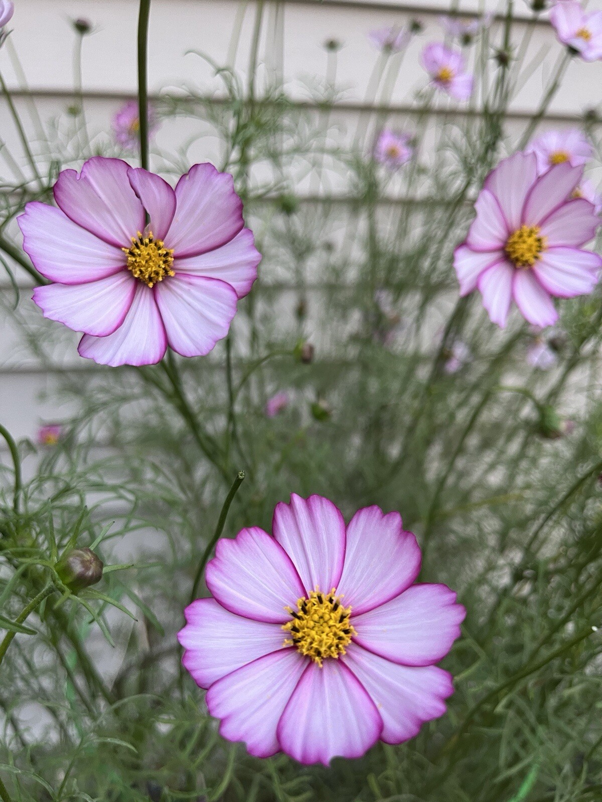 Cosmos