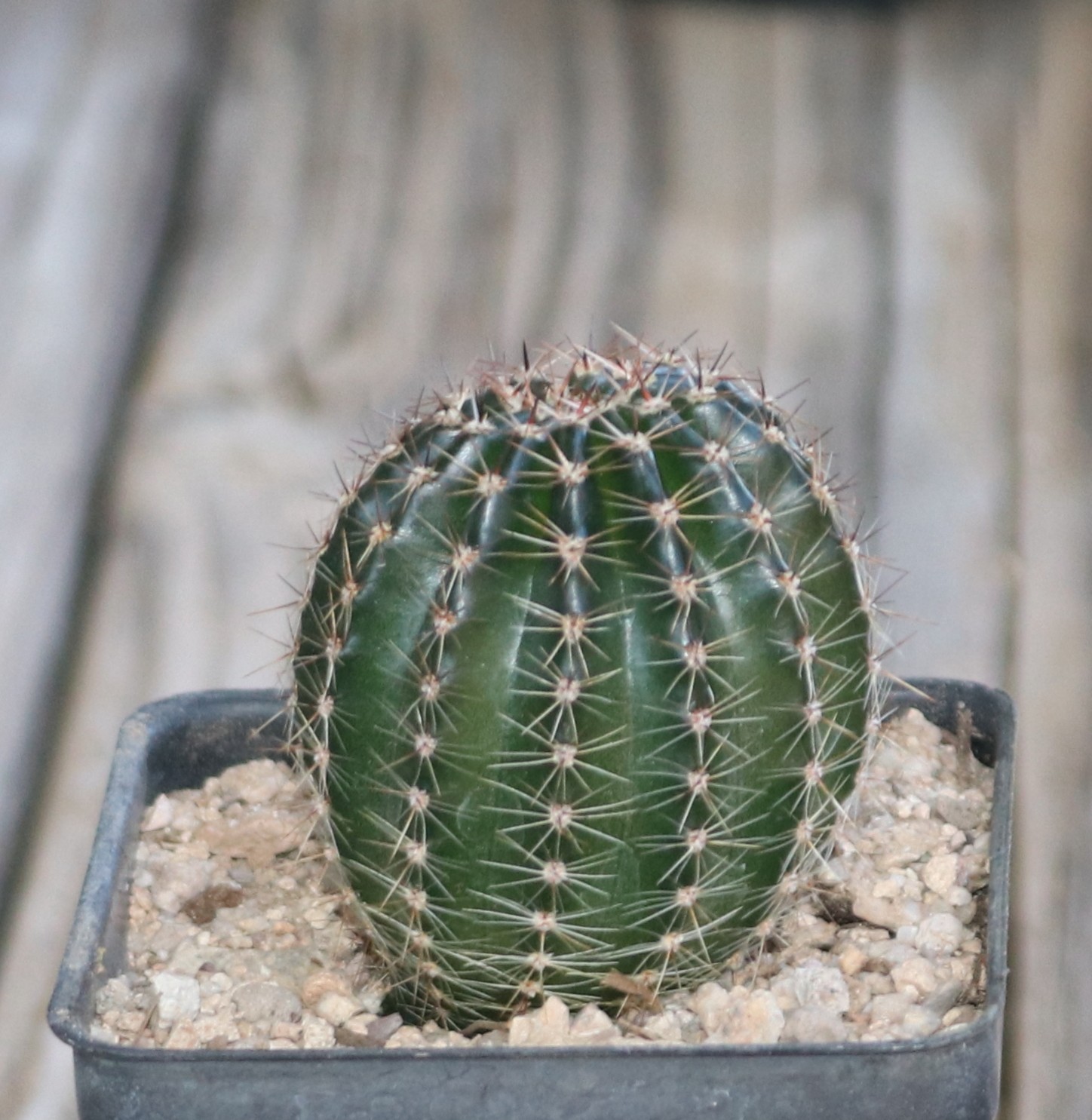 Schick hybrid ‘Flattycake’