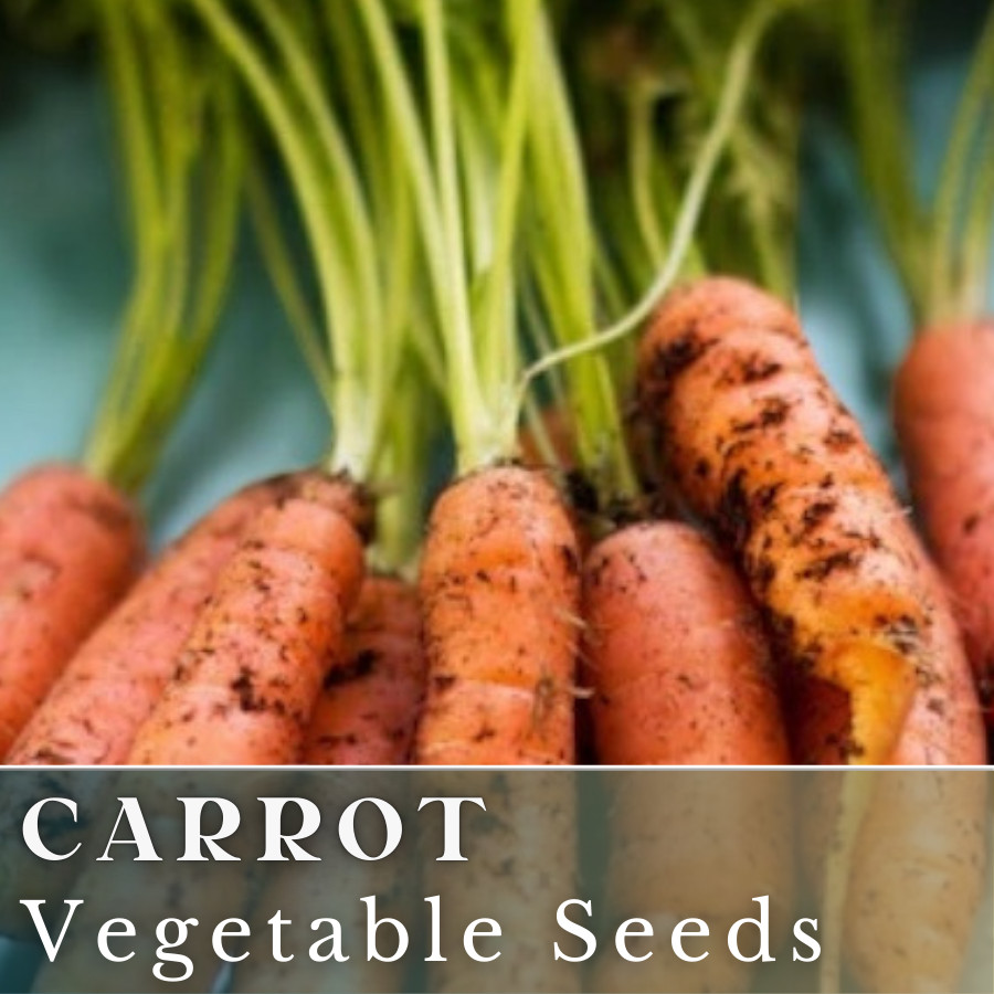 Carrot Vegetable Seeds 400+ Seeds Garden Seeds, Non GMO, Multiple Varieties