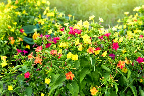 300 SENSATION FLOWERING TOBACCO MIX SEEDS | SALE FREE SHIPPING NON GMO HEIRLOOM