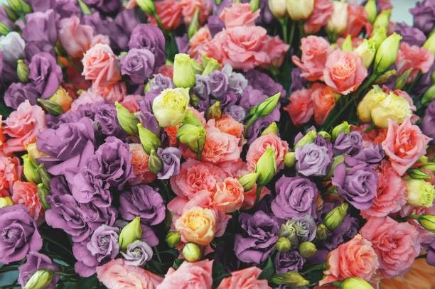 Mixed Lisianthus Seeds for Planting – 999+ Perennial Non-GMO Heirloom Seeds, …