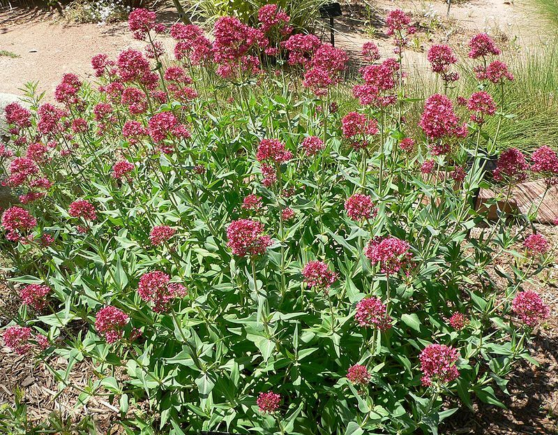 RED VALERIAN, 100 SEEDS, RED, CENTRANTHUS RUBER, JUPITERS BEARD