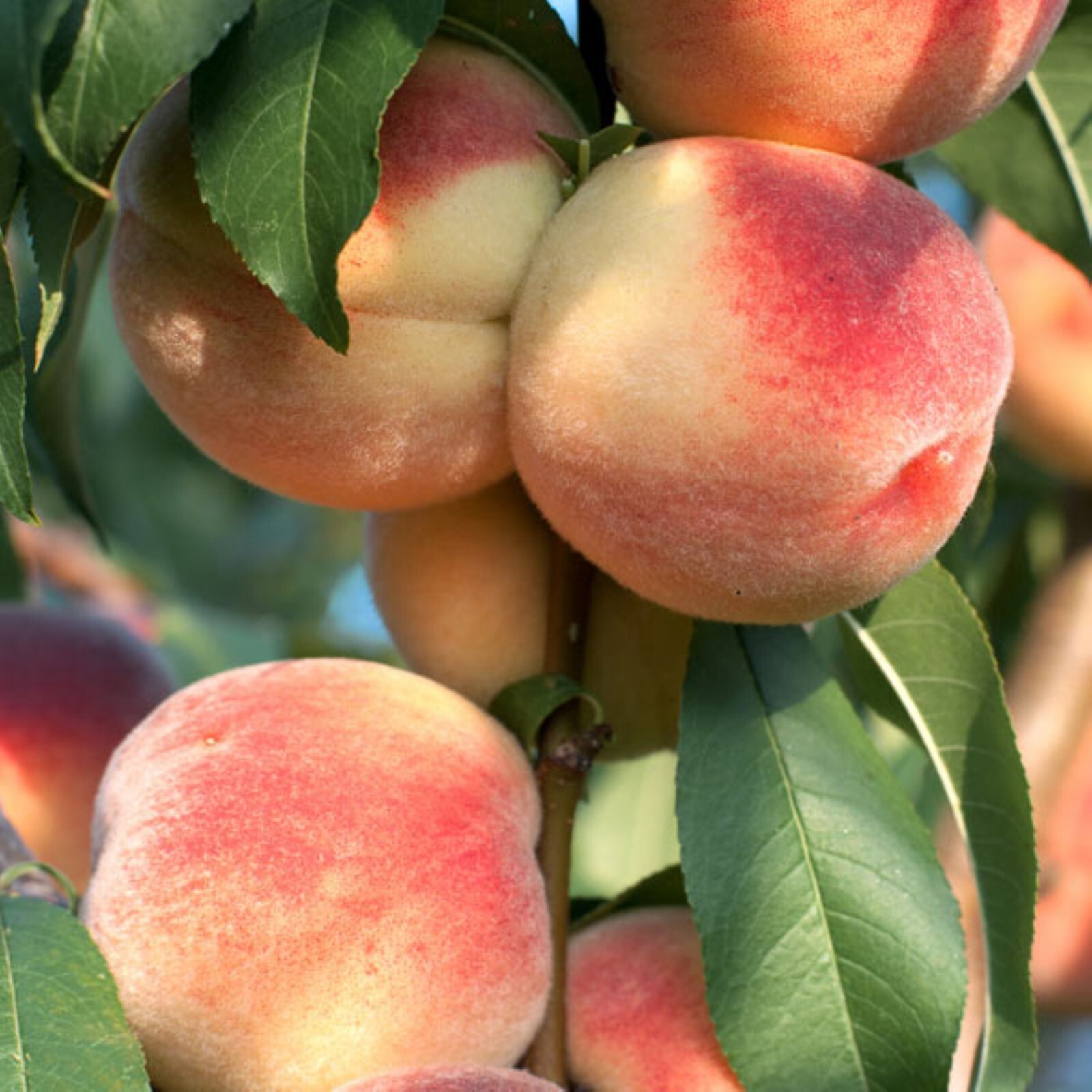 Elberta Peach seedling, live 1-2 y.o. plant, Bare root 14-16 inches tall