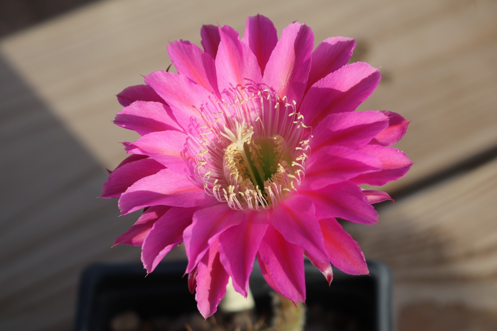 Echinopsis hybrid ‘Barberpole’ x ‘Celeste’